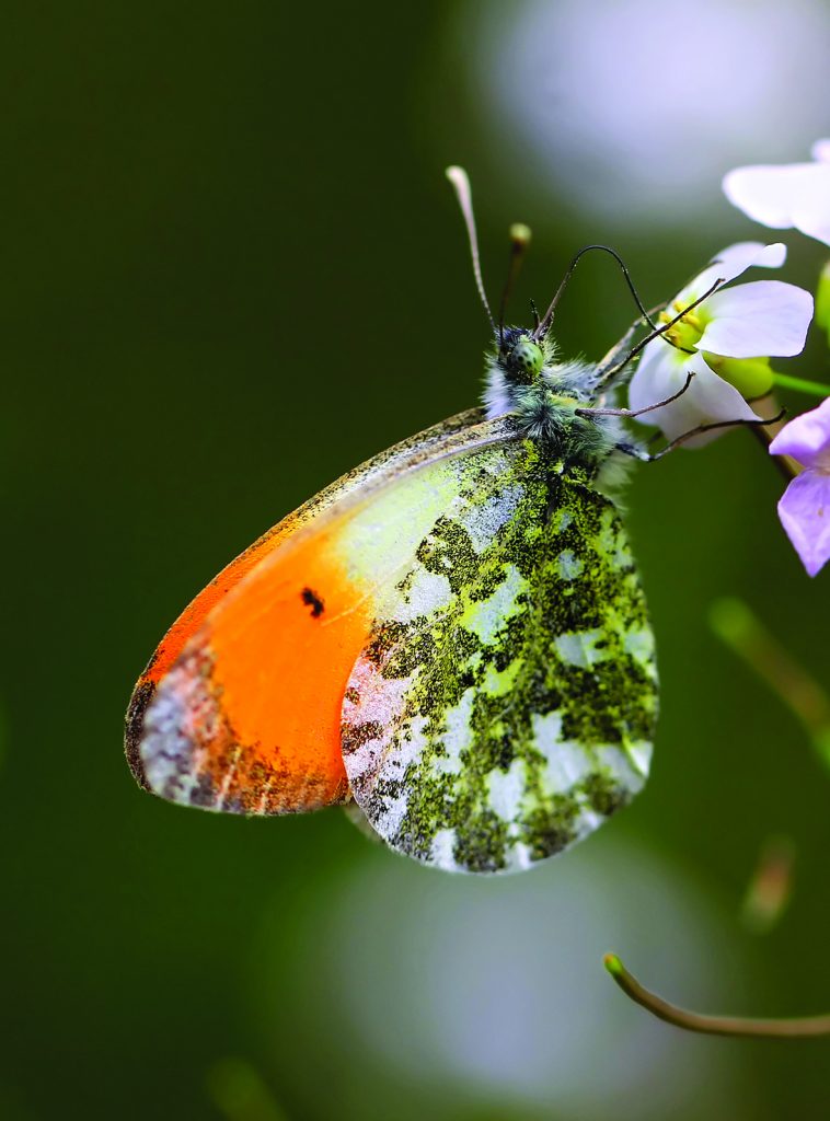 book excerpts snippets from Papiliones by jonathan bradley