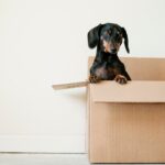 The Essentials Guide for Moving House