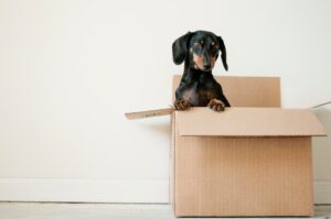 blog guest post picture image The Essentials Guide for Moving House